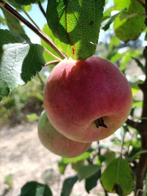 Quinta Da Estima Villa Dous Portos Eksteriør bilde